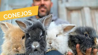 Conociendo a los conejos 🐇🐰 [upl. by Pierro]