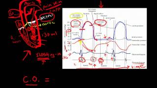 Structure and Function of the Heart Section 2 Cardiac Cycle [upl. by Niarbo]