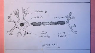 How TO Draw neuron step by stepdraw nerve cell easlyneuron drawing [upl. by Aubyn]