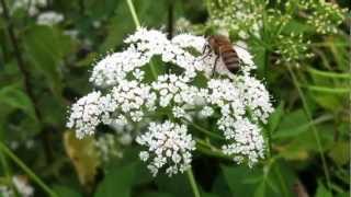 Ground Elder Aegopodium Podagraria  20120616 [upl. by Krenek]