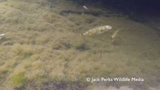 Marine Three Spined Sticklebacks Shetland Underwater [upl. by Adnana]