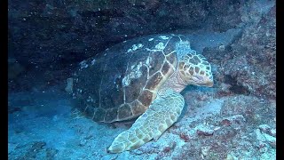 Diving Captain Kirles and LighthouseLoggerhead on the Juno Ledge Jupiter Florida [upl. by Materi]