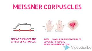 Cutaneous Mechanoreceptors  Meissner Corpuscles [upl. by Ermine]