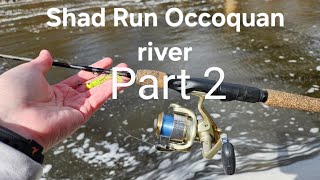 Jig Shad Run Fishing Occoquan 2024 [upl. by Eerhs375]