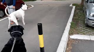 Dogo argentino vs Rottweiler dangerous meeting [upl. by Atinej668]