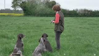 German Shorthaired Pointers picking up at driven shoot [upl. by Atsev]