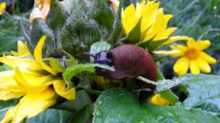 Blöde Schnecke in meinem Garten beim Verspeisen meiner Sonnenblume [upl. by Oinota]