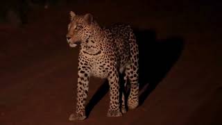 Leopard Sighting on private safari at Tswalu [upl. by Zeb897]