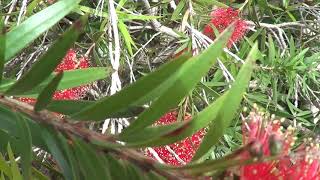 callistemon 3 [upl. by Ybbob]