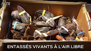 Le supplice des homards vivants vendus par Monoprix [upl. by Euqram884]