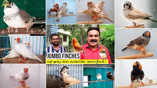 The largest Jumbo Finches farm in Alappuzha  Jumbo Finches Breeding Tips  Exotic birds and pets [upl. by Amsed218]