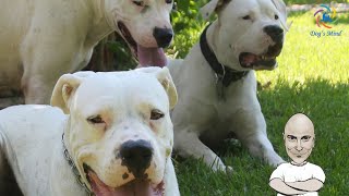 Dogo Argentino Ντόγκο Αρτζεντίνο Συνέντευξη με τον εκτροφέα Αντώνη Βλαχογιάννη [upl. by Rezeile]