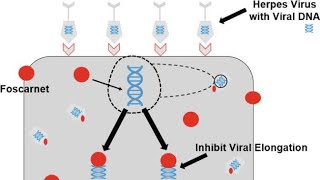 Pharmacology of Foscarnet  Clinical uses Antiviral activity Mechanism of action Side effects [upl. by Nertie991]