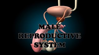 MALE REPRODUCTIVE SYSTEM  ANATOMY FUNCTION PARTS OF MALE REPRODUCTIVE SYSTEM amp SPERM PATHWAY [upl. by Kolb]