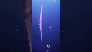 Thalassophobia 1 Mysterious world under the ocean  shorts creature mysterious [upl. by Sussi321]