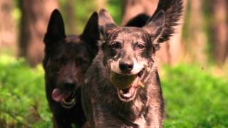 Lobo gris ancestro del perro doméstico [upl. by Suoilenroc664]