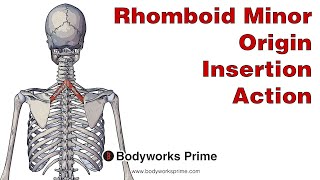 Rhomboid Minor Anatomy Origin Insertion amp Action [upl. by Wane]