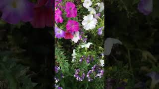 Angelonia Flowers Gardening  Litha’s Passion World [upl. by Nrev]