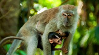 Long Tailed Macaque CrabEating Macaque [upl. by Lletnuahs159]