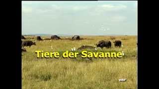 WBF  Tiere der Savanne Trailer [upl. by Manouch]