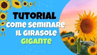 Come seminare il girasole gigante [upl. by Ydwor]