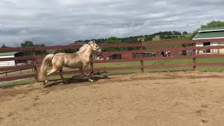 Tennessee Walking Horse Milkshake Loose [upl. by Allayne]