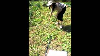 Installation dun système darrosage goutte à goutte pour le potager [upl. by Aicileb502]