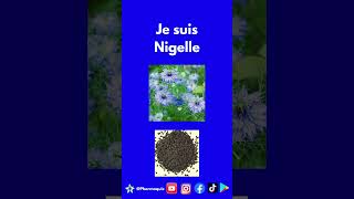 Nigelle plante [upl. by Codie]