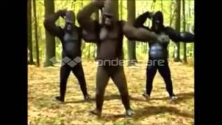 Nepali Music gorilla dance [upl. by Susann]