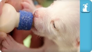 Bottle Feeding 14 Day Old Puppies [upl. by Sivrat]