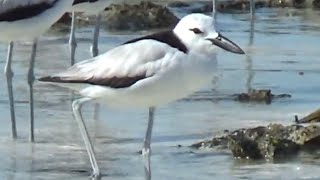 Crab Plover Birds of Zanzibar [upl. by Haym899]