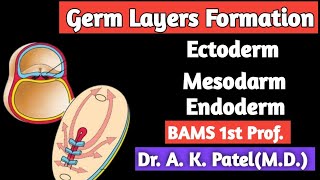 Germ layers formation Bams first prof gastrulation Gyan ganga Ayurveda classes mbbs Bhms Bums [upl. by Noiemad]