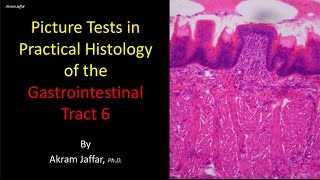 Picture tests in histology of the gastrointestinal system 6 [upl. by Penney642]