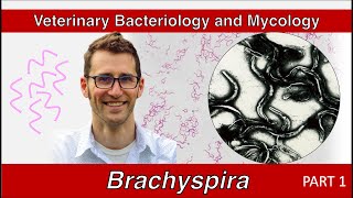 Brachyspira and Lawsonia Part 1  Veterinary Bacteriology and Mycology [upl. by Seiter126]