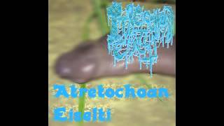 Atretochoana Eiselti  Atretochoana Eiselti Full EP [upl. by Yborian]