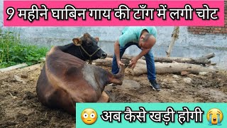 💥 Lameness लंगड़ापन in Pregnant Cattle  घबिन गाय बैठ गई 😭 तो क्या करे  Dr Ashwani Bassan [upl. by Bonnibelle]