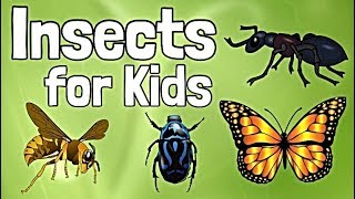 Insects for Kids [upl. by Etselec857]