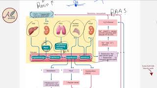 Fisiologi Ginjal RAAS  Renin Angiotensin Aldosterone System [upl. by Crispen]