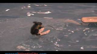 Twiggy the waterskiing squirrel in Atlantic City [upl. by Nailil]