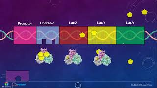 🔴 9 SIMULACIÓN del Operón LAC en BACTERIAS 🧬 ▶ BIOLOGIA MOLECULAR [upl. by Teak]