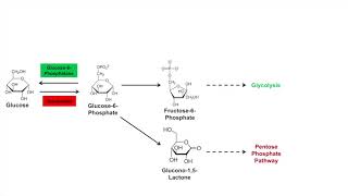 Glycogen Synthesis Glycogenesis Pathway [upl. by Shandeigh595]