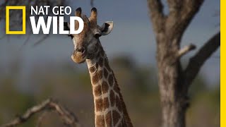 Giraffes 101  Nat Geo Wild [upl. by Bremble917]