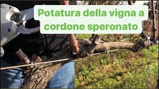 La potatura della vigna a cordone speronato [upl. by Aikemaj575]