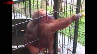 Ghetto Monkey Eating Bananas Funny Voiceover [upl. by Nirrep]