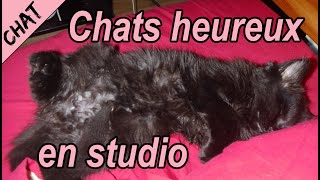 chats 7 conseils pour accueillir undes chats dans un petit appartement  sécuriser un balcon [upl. by Henderson480]