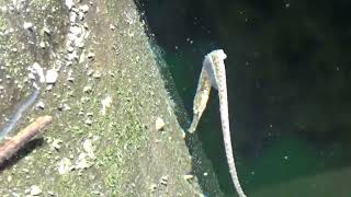 Bay Pipefish at Gibsons BC 062824 [upl. by Catherine]