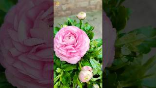 Beautiful Ranunculus Flower Blooms 😍 trending shortsfeed music [upl. by Piscatelli]