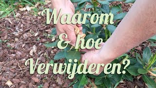 Uitgebloeide rhododendronbloemen verwijderen waarom wanneer en hoe [upl. by Silden]