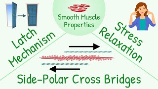 Special Characteristics of Smooth Muscle Contraction as Compared Skeletal Muscle Contraction [upl. by Heigl479]