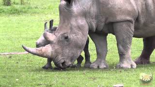 Baby Rhinoceros quotAstridquot at Cotswold Wildlife Park 1st July 2013 [upl. by Atteuqram329]